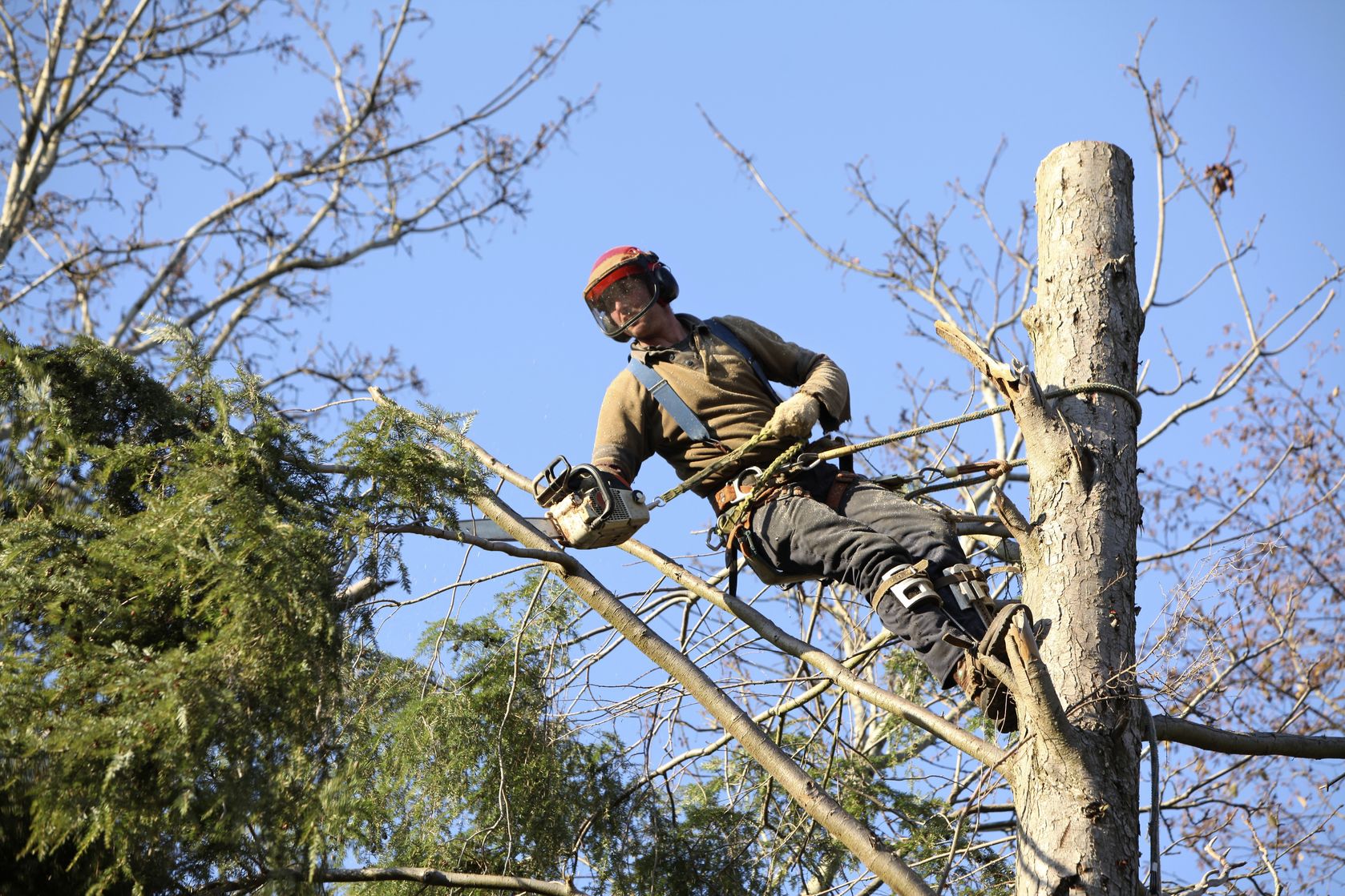 Tree Service in Oahu HI – Why Tree Care Should Not Be Ignored