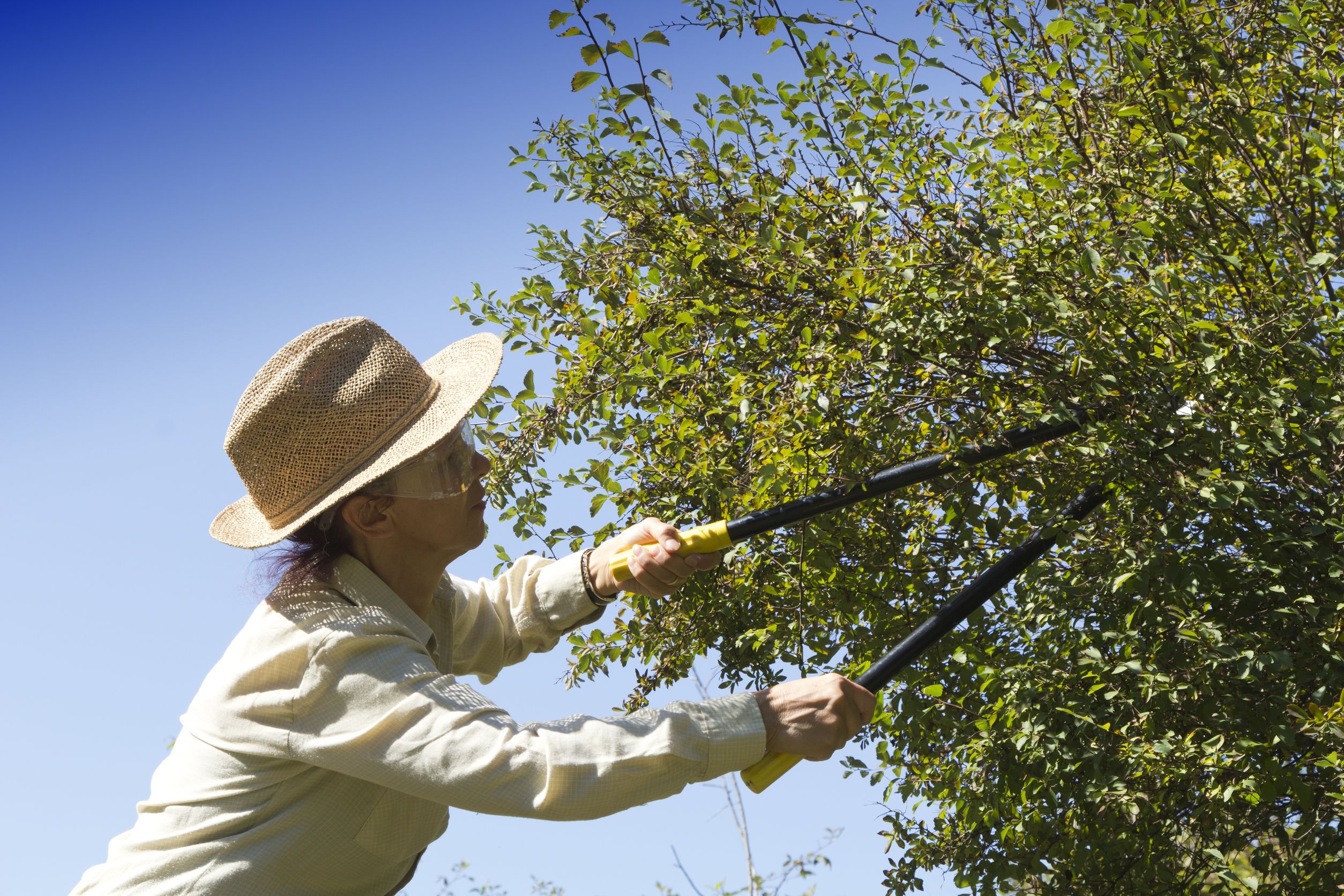 Don’t Avoid Tree Trimming Maui Companies as They Are Necessary