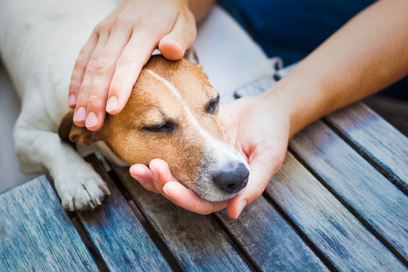 The Benefits of an Invisible Dog Fence Installation in Nashville, TN