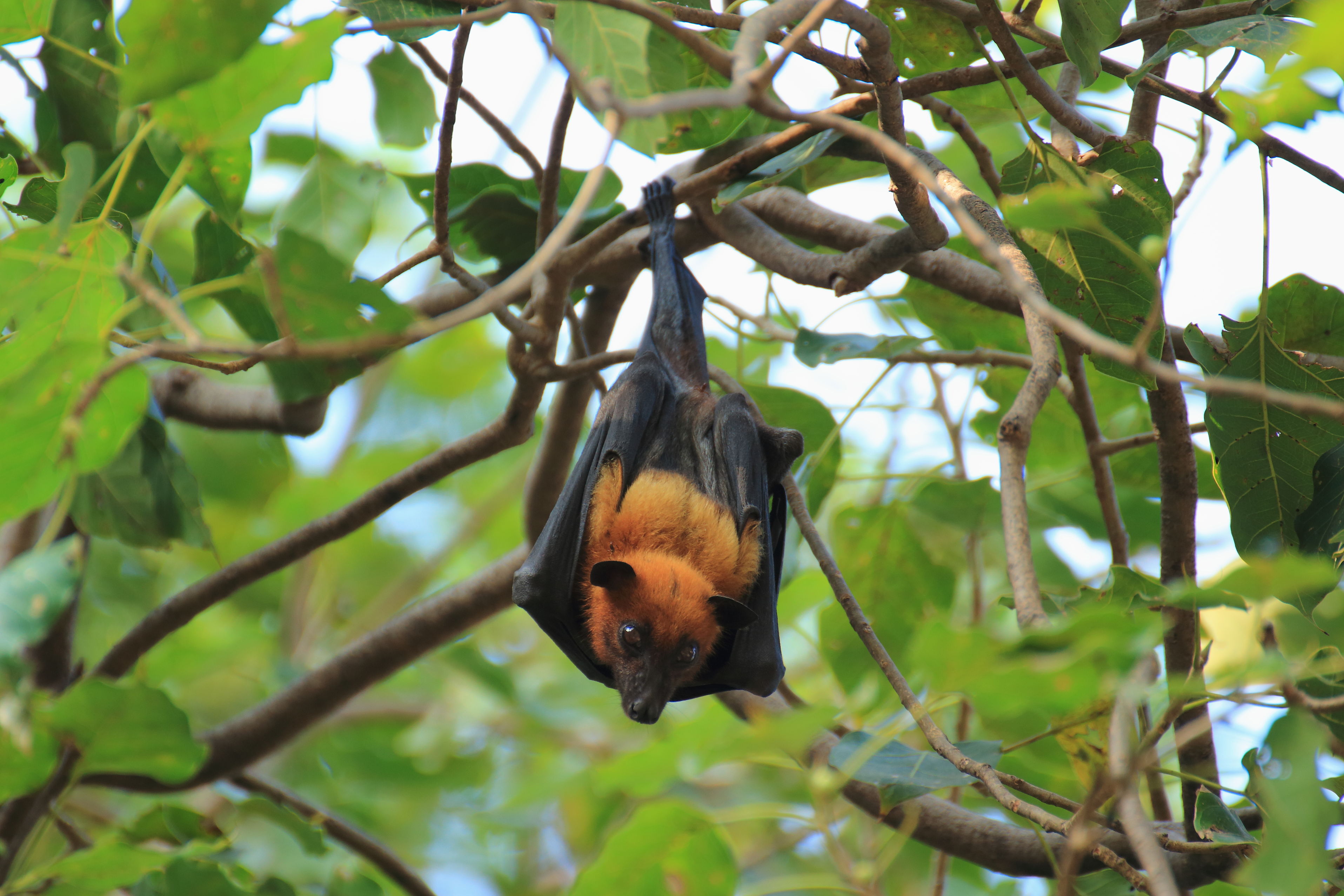 Bat Problems And Bat Removal in Columbus OH