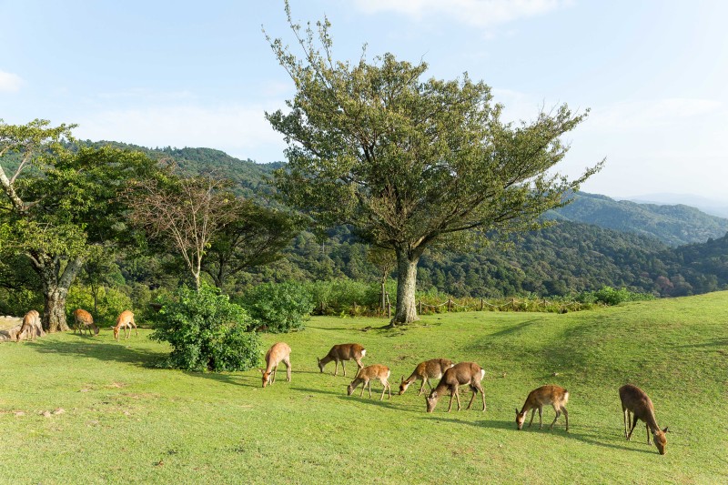 Dreaming of Pheasant Under Glass and Hunting Adventures? Where to Start