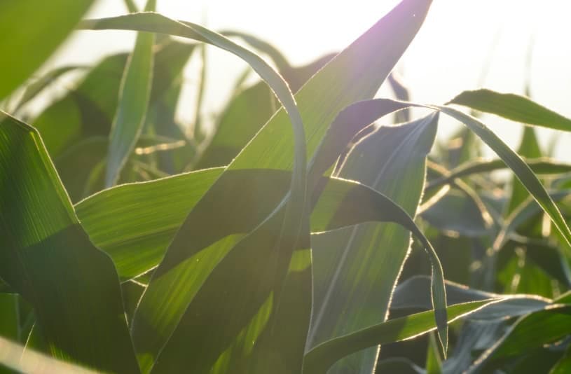 The Role of Beneficial Fungi in Shaping the Future of Israel’s Agricultural Sustainability and Growth