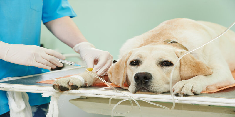 What to Consider When Looking for a Pet Clinic in Austin