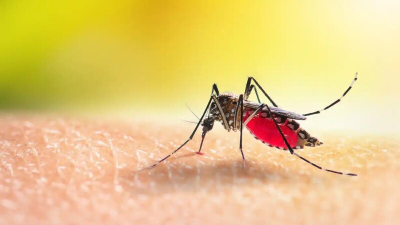 Protect Your Yard: Effective Mosquito Treatment for the Yard in Louisville, KY