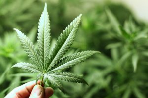 3 Top Reasons to Buy Marijuana in a Fort Covington, NY, Dispensary