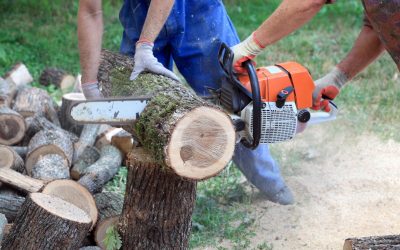 The Importance of Professional Tree Stump Removal in Fort Myers