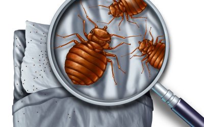 Strategies for a Pest-Free Home: Comprehensive Bed Bug in Control Moncton.