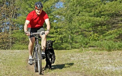 The Benefits Of Dog Walking In Midtown East For A Happy, Healthy Pet.