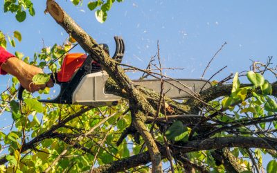 Top Benefits of Tree Cutting Service in Marietta, GA