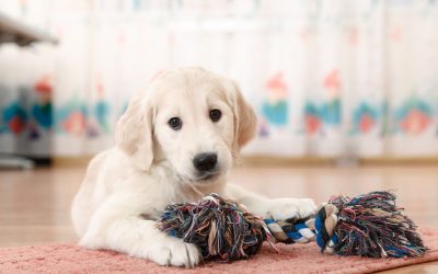 The secret to a happy pup: A perfect dog toy box