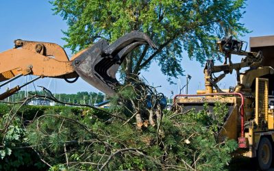 The Art of Tree Trimming in Redding CA – Enhancing Landscapes and Ensuring Safety